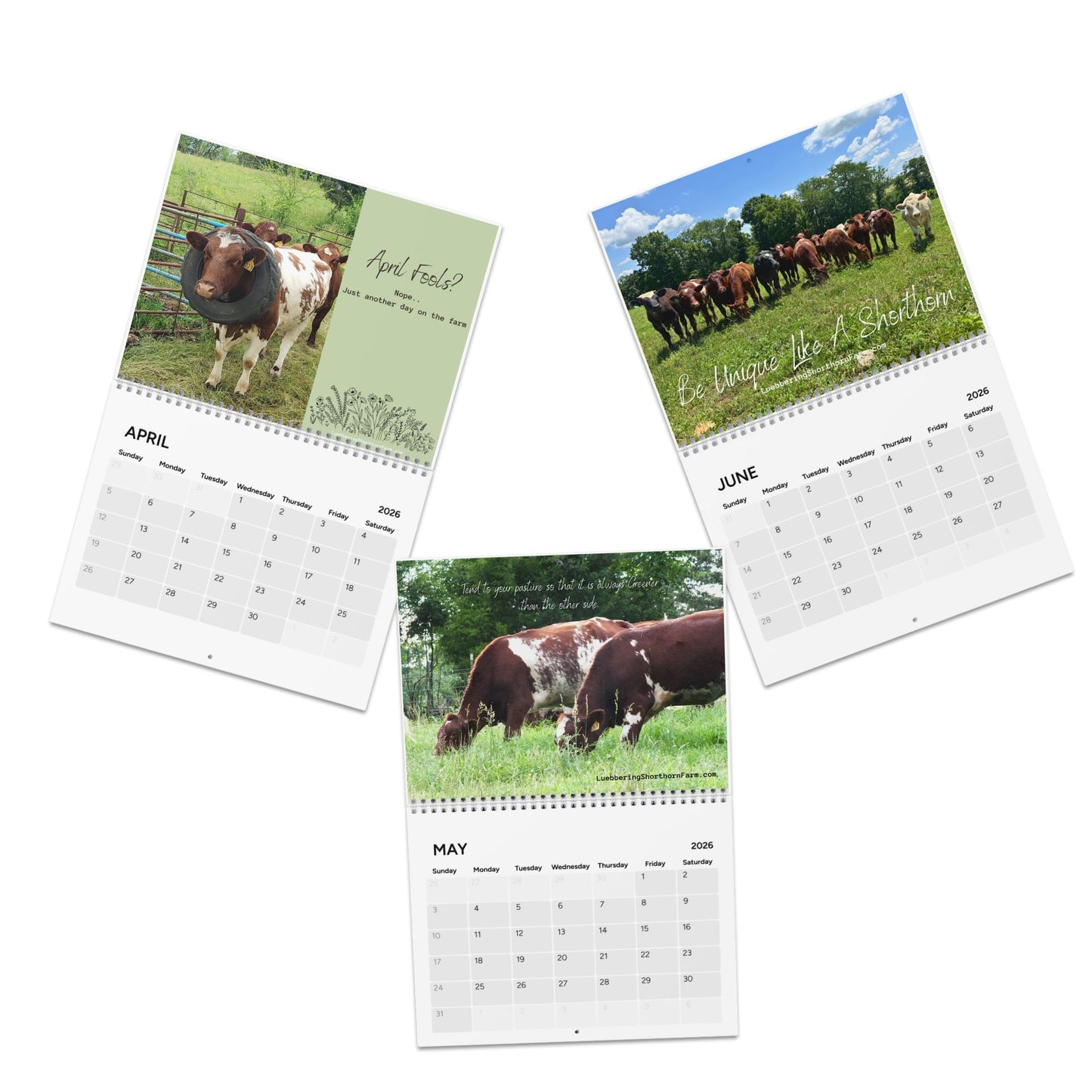 2026 Shorthorn Cattle Calendar — Monthly Farm & Livestock Wall Calendar